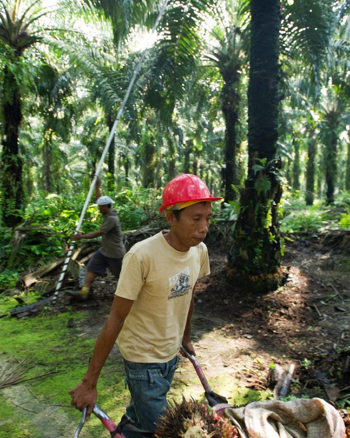 Plantation d'huile de palme à Sumatra ( Indonésie )