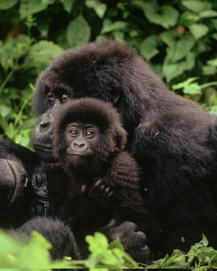 Famille de gorilles des montagnes dans le parc national de Virunga (République Démocratique du Congo)