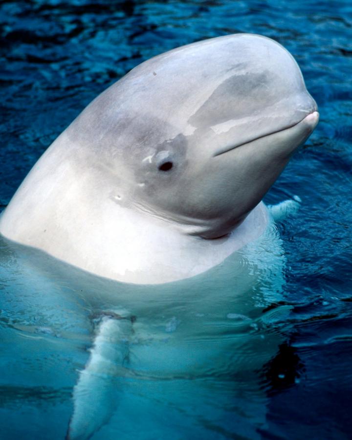 Un beluga nage dans l'océan Pacifique