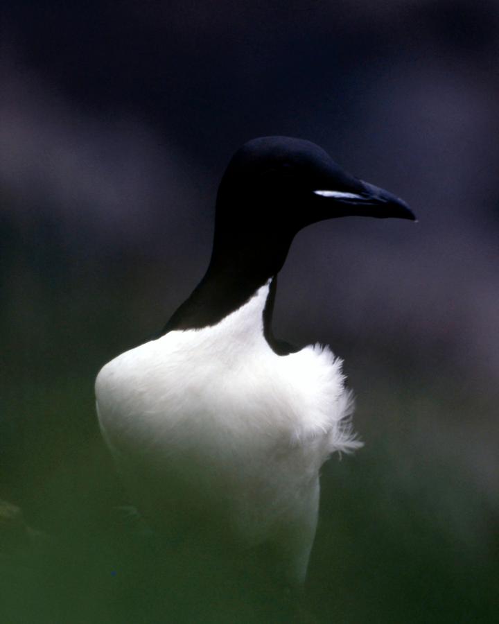 Un murre à bec épais (oiseau marin) sur les falaises de l'île St Paul en Alaska