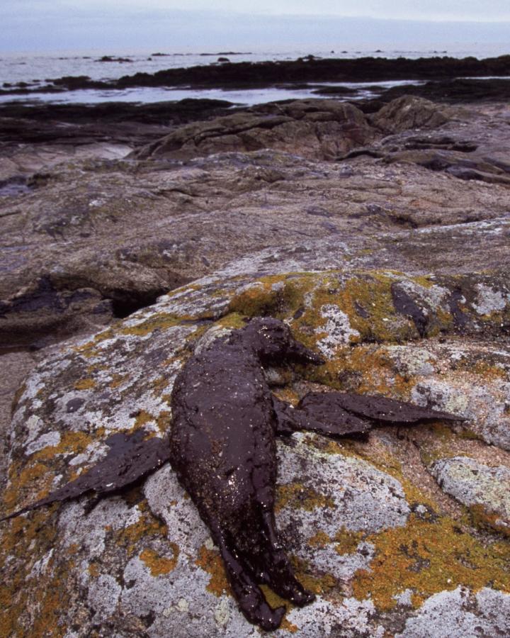 Un oiseau mazouté sur un rocher suite au naufrage de l'Erika.