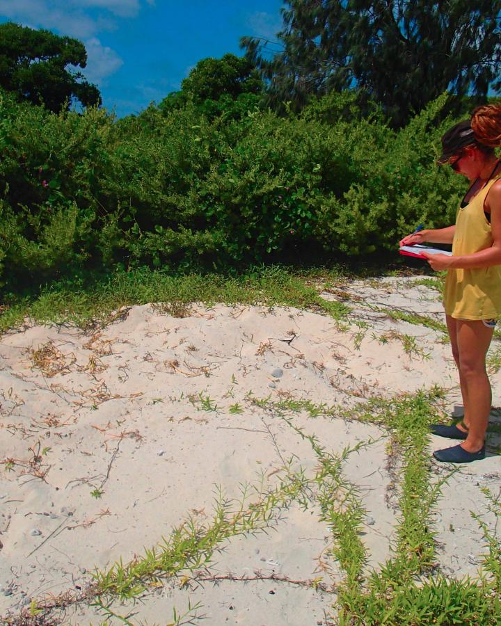 Relevé des empreintes des tortues marines sur la plage du Grand Lagon Sud