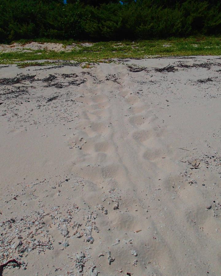 Traces de tortues marines sur la plage du Grand Lagon Sud (Nouvelle-Calédonie)