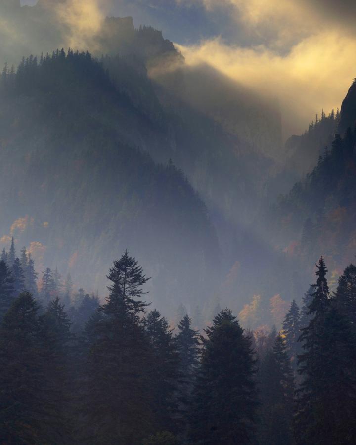 Forêt des Carpates, Parc national de Piatra Craiului, Transylvanie (Roumanie)