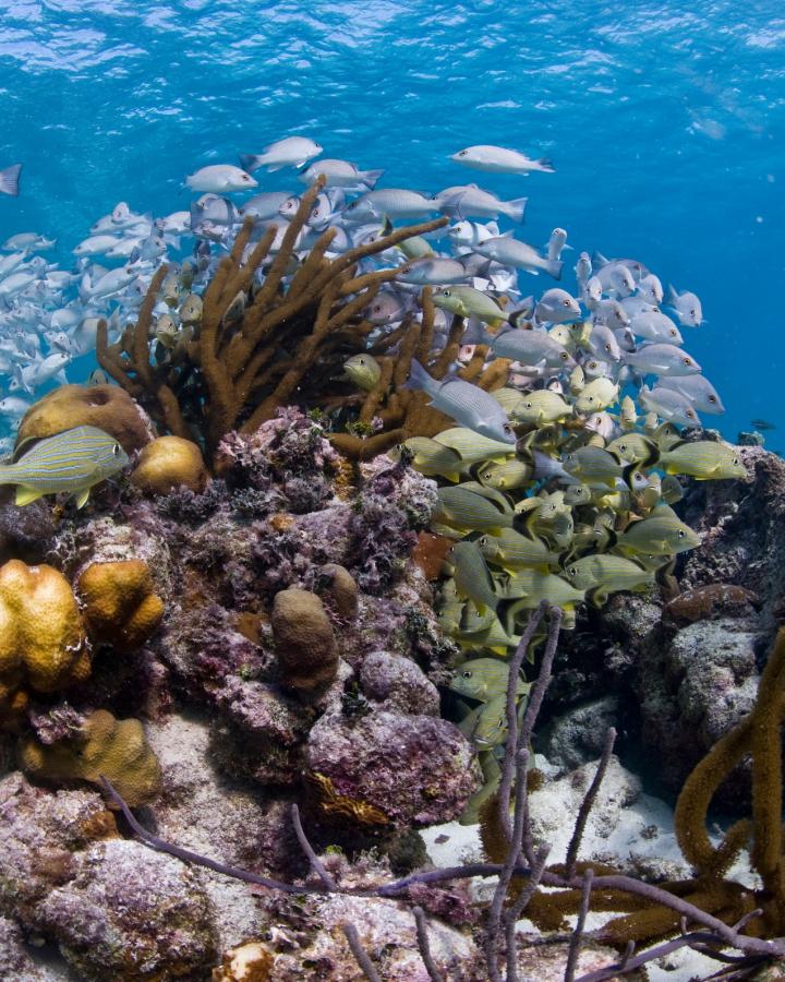 Coraux et poissons dans la réserve marine de Hol Chan à Bélize