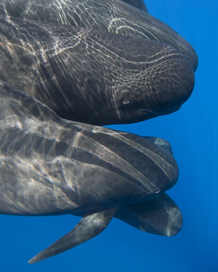 Globicéphale en mer Méditérranée