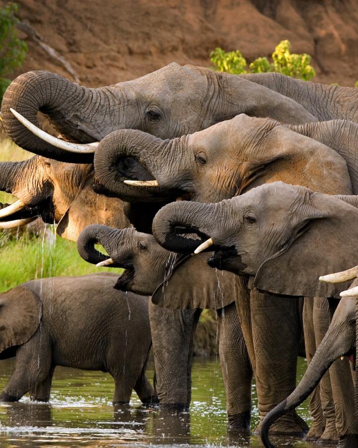Troupeau d'éléphants d'Afrique de savane (Loxodonta africana) en train de s'abreuver dans la fleuve