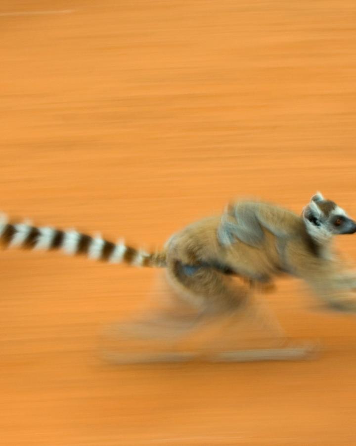Lémurien à queue annelée (Lemur catta) en train de courir dans la réserve de Berenty (Madagascar)