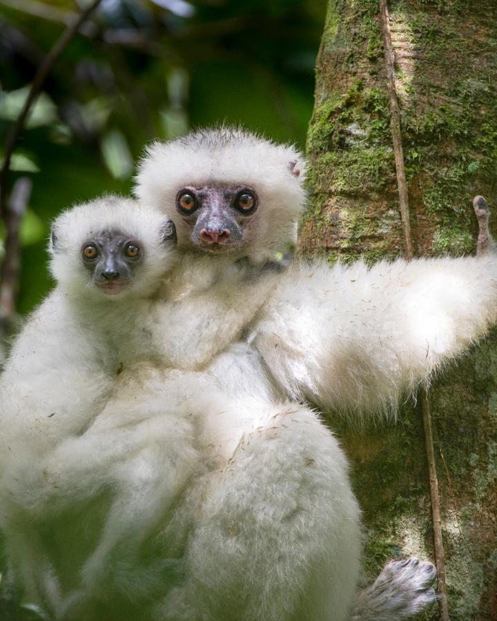 Lémurien propithèque soyeux (Propithecus candidus) et son petit (Madagascar)