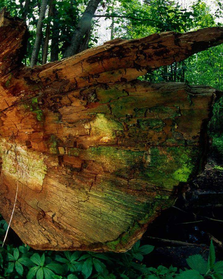 Parc national de Bialowieza