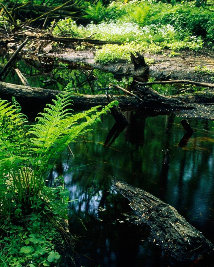 Parc national de Bialowieza