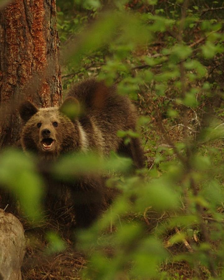 Ours brun caché entre les arbres dans le Parc national de Pirin