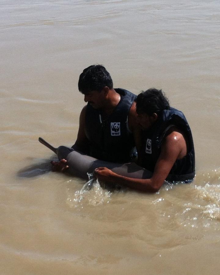 Deux personnes relâchant un Dauphin de l'Indus (Platanista minor)