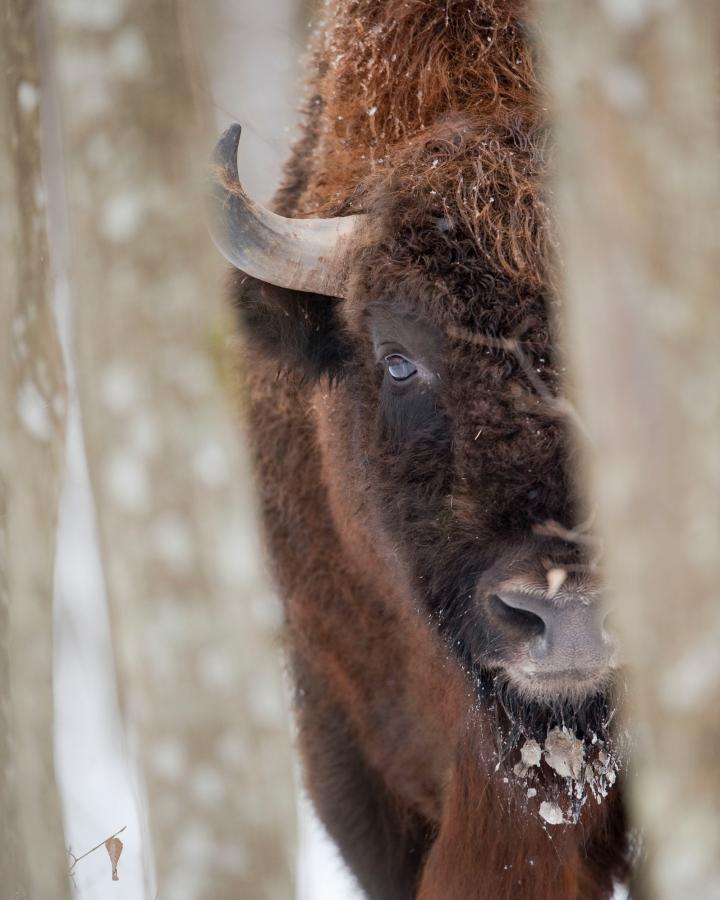 Plan serré d'un bison d'Europe (Bison bonasus) à travers les arbres de la Forêt de Białowieża (Pologne)