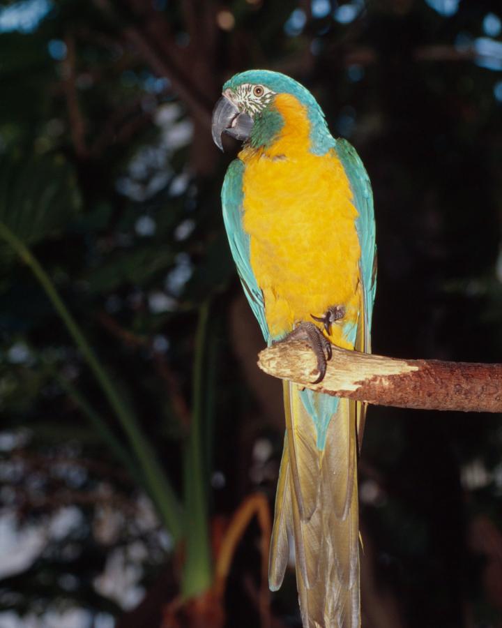 Ara à gorge bleu (Ara glaucogularis) sur une branche d'arbre en Bolivie