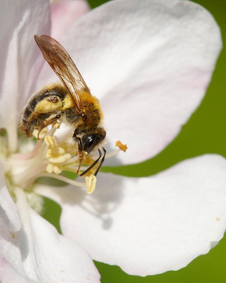 Femelle abeille (Andrena helvola), butinant une fleur de pommier.