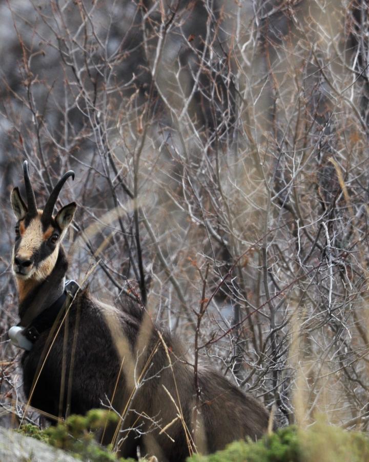 Chamois caché entre les branches d'arbres dans le Parc national de Pirin