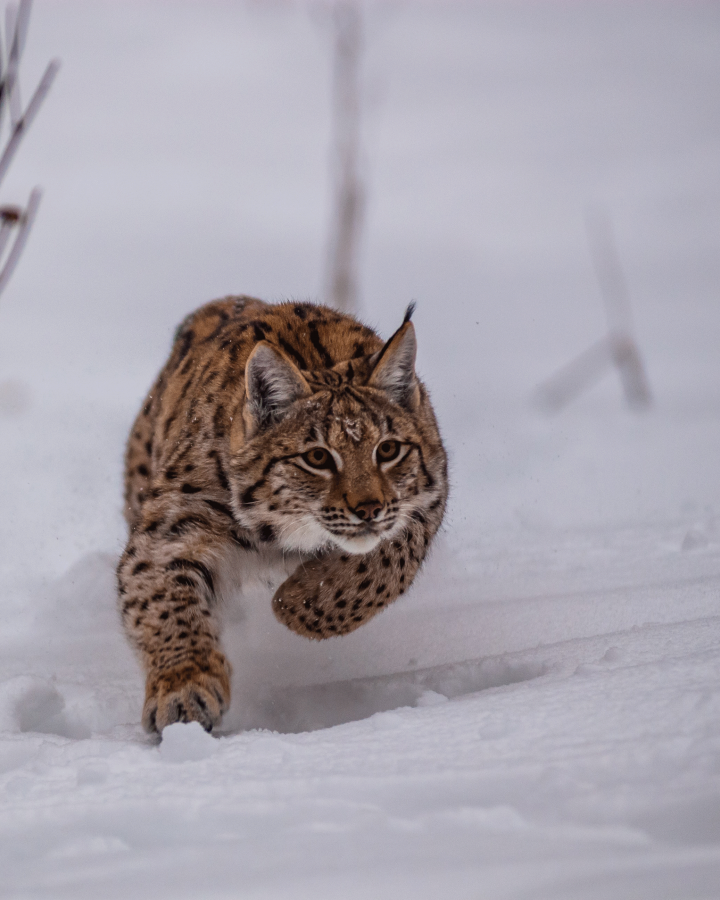 Le lynx à la reconquête de son territoire