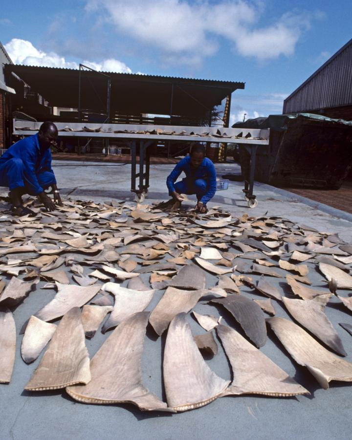 Séchage de nageoires de requin pour commercer avec Hong Kong. Utilisé pour la soupe et la médecine à Natal Sharks Board, Umhlanga en Afrique du Sud