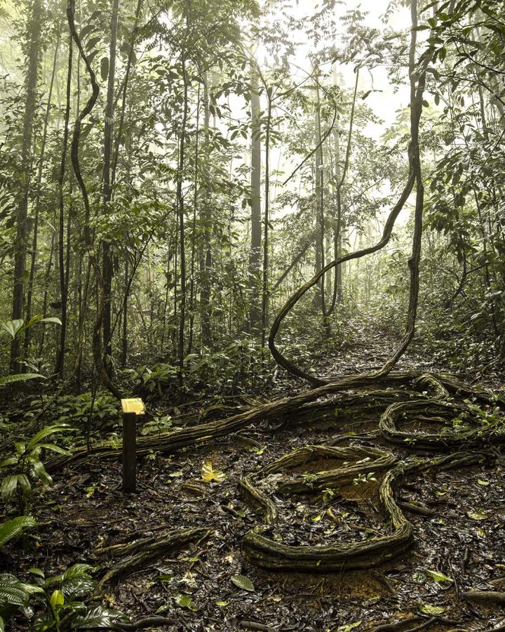 Au coeur de la forêt amazonienne