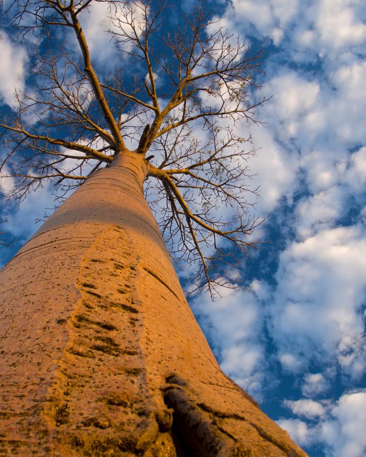 Vue du bas sur un Baobab (Andasonian grandidieri) (Madagascar)