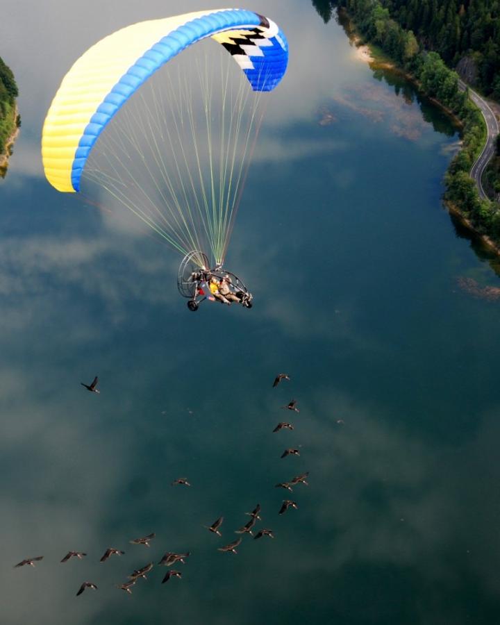 Un ULM suit un groupe d'ibis chauve (Geronticus eremita) en direction des Alpes (Allemagne)