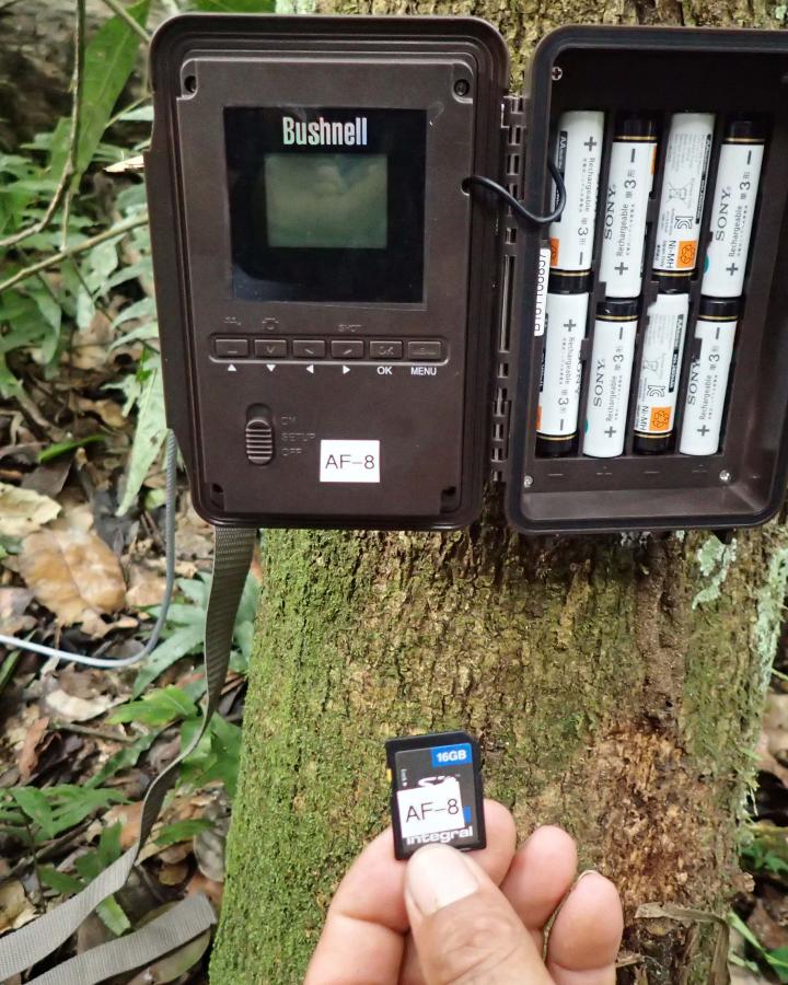 Un piège photographique accroché sur un arbre dans la réserve de Chico Mendes (Brésil)
