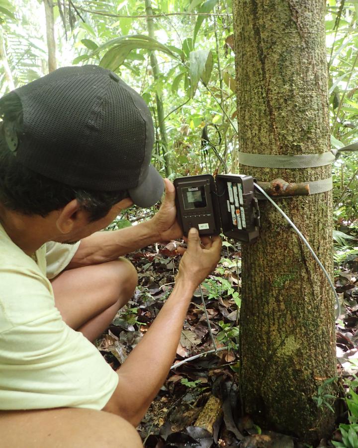 Installation d'un piège photographique dans la réserve de Chico Mendes (Brésil)