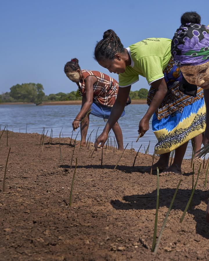 Des villageois malgaches replantent des propagules de mangrove pour les restaurer (Madagascar)