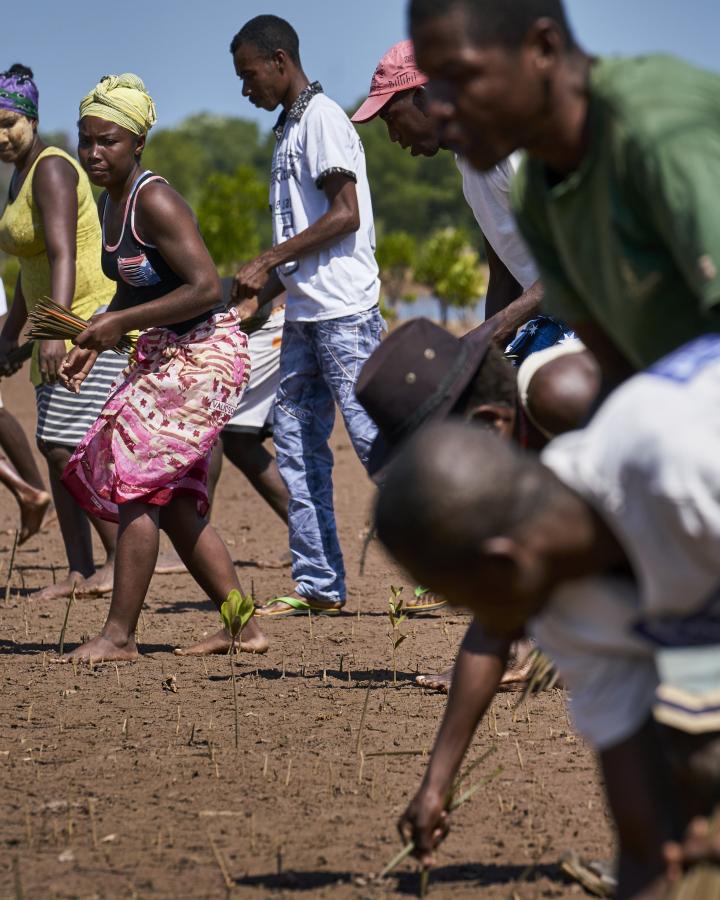 Des villageois malgaches replantent des propagules de mangrove pour les restaurer (Madagascar)