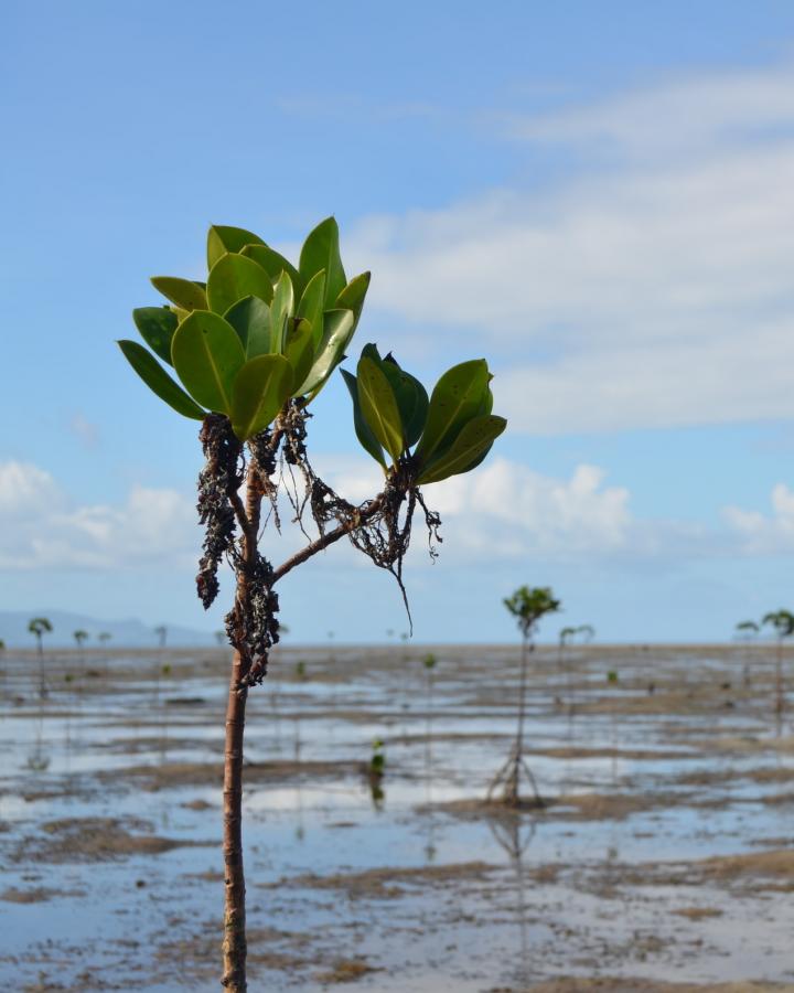 Mangroves récemment plantées entre Viti Levu, près de Pacific Harbour, et Serua Island (Fidji)