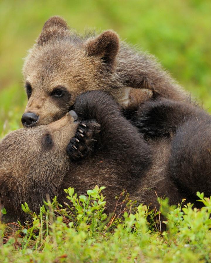 Deux jeunes ours bruns (Ursus arctus) jouent dans une prairie en Finlande