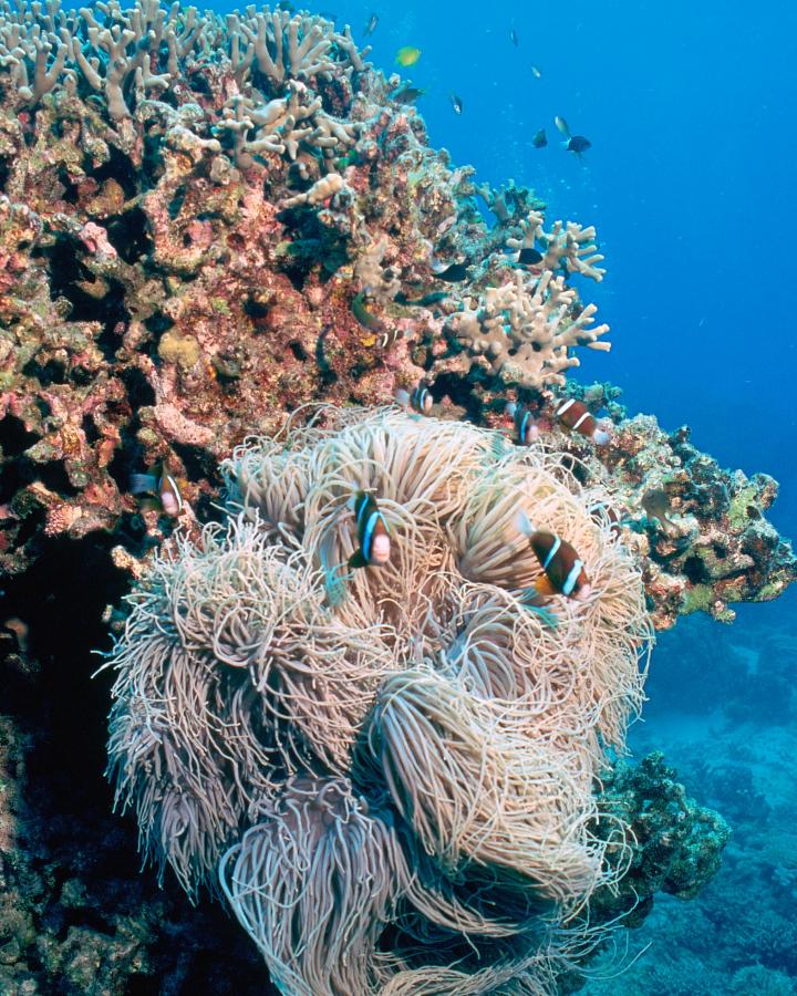 Anémone d'un récif corallien de la barrière de corail calédonienne (Nouvelle-Calédonie) 