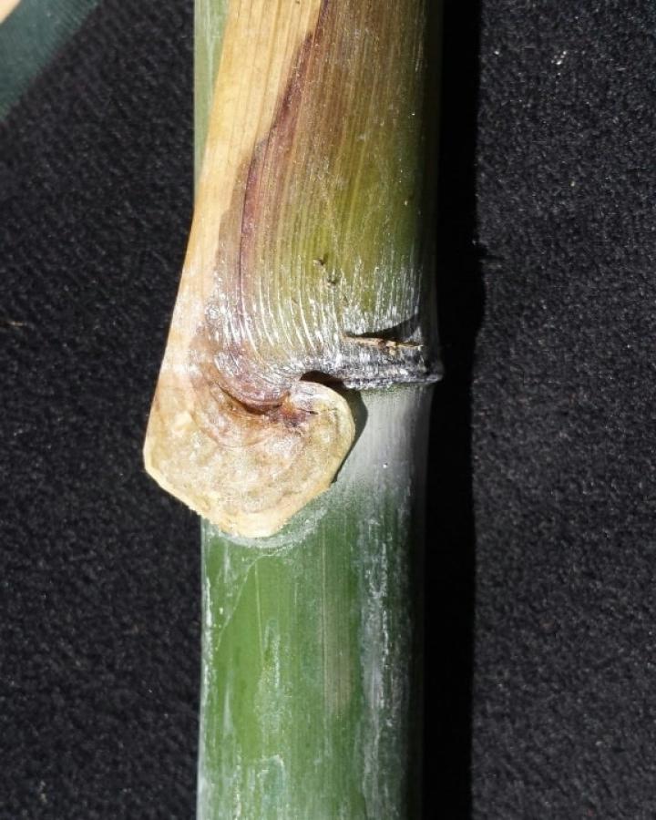 Une espèce de bambou ligneux (Schizostachyum Cambodianum) découverte au Cambodge.