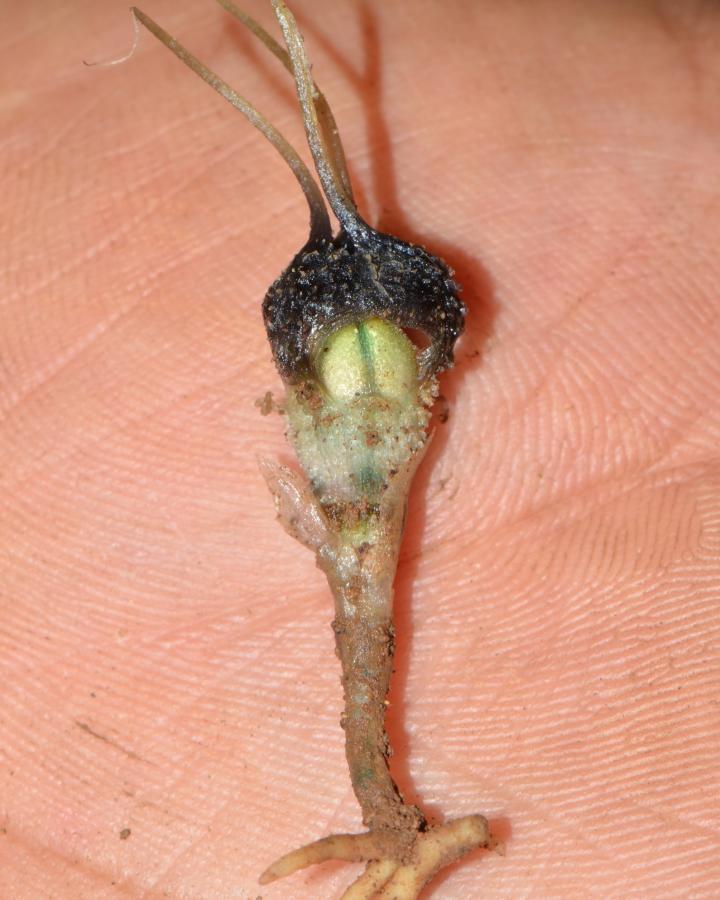 Espèce de thismia noire couronnée (Thismia Nigricoronata) découverte au Laos.