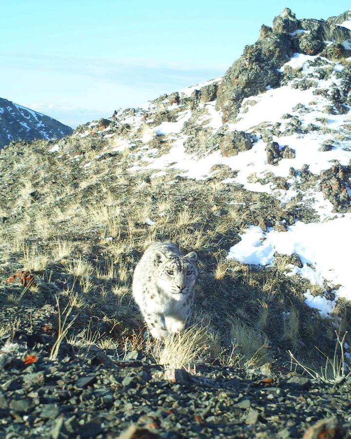 Une femelle léopard des neiges (Panthera Uncia) en Russie