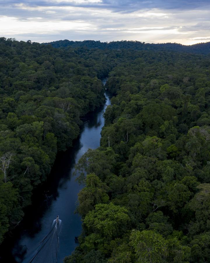 Vue aérienne de la forêt de Guyane