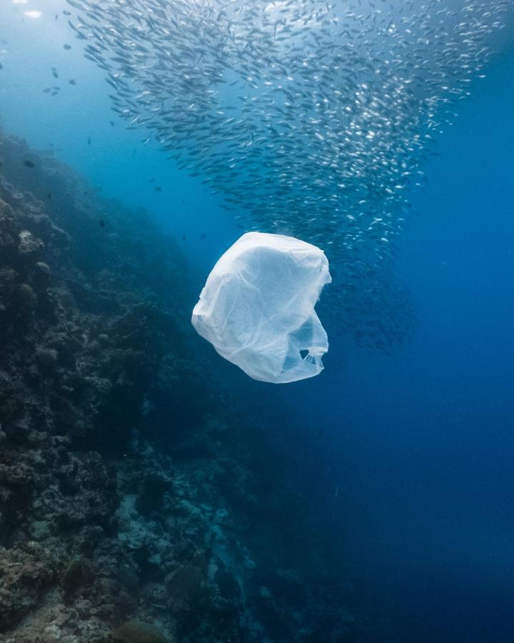 Un sac plastique et un banc de poissons près d'un récif peu profond