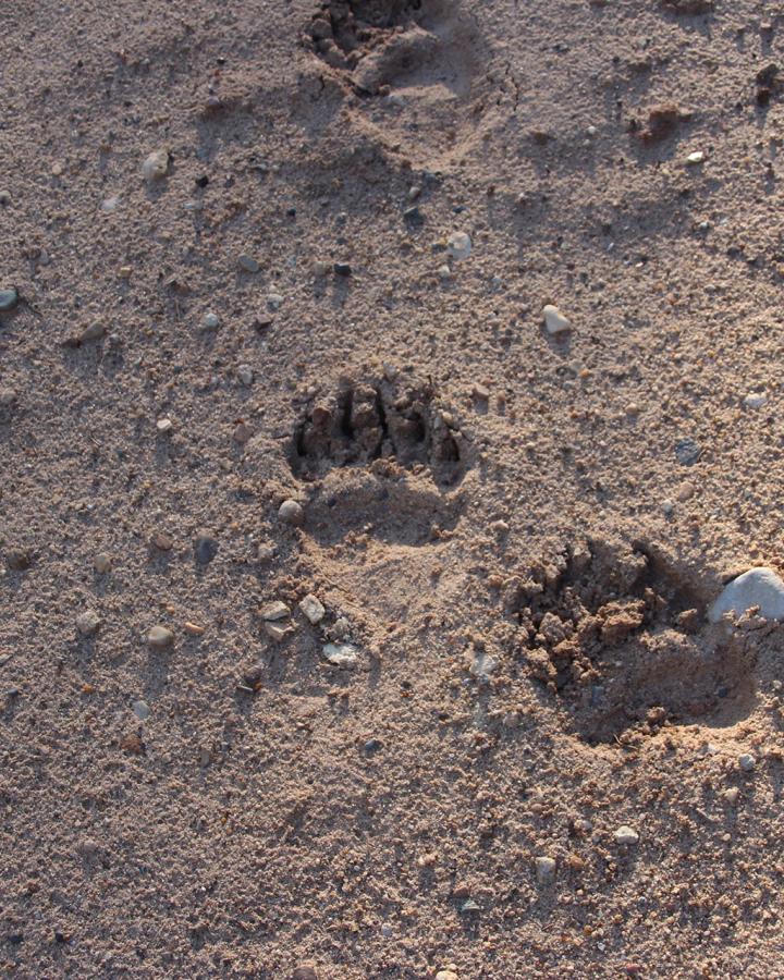 Empreintes de pattes d'ours dans la terre, Réserve Dvinsky, Russie.