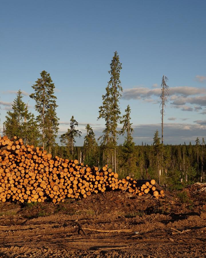 Une exploitation forestière aux abords de la forêt Taïga en Russie.