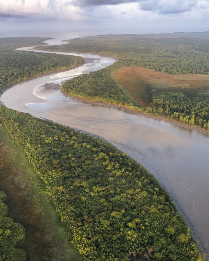 Vue aérienne de la végétation amazonienne de la station écologique Maracá-Jipioca, île Maracá, Amapa, Brésil.