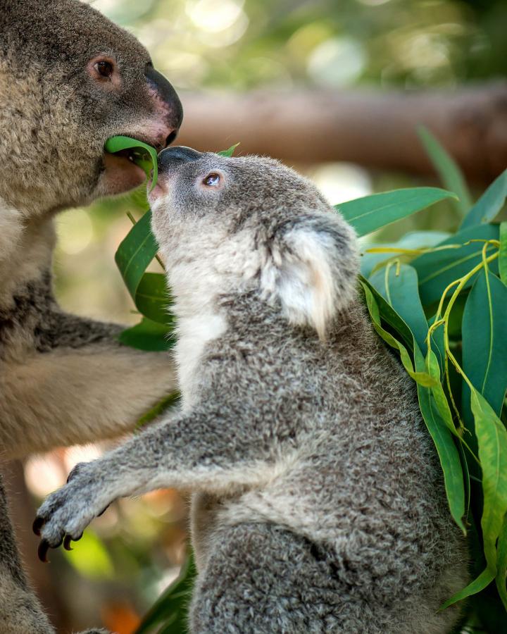Un koala (Phascolarctos cinereus) donne une feuille d'eucalyptus à manger à son petit, Australie.