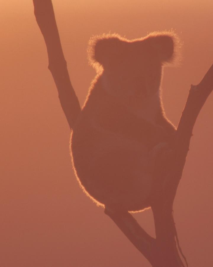 Silhouette d'un koala (Phascolarctos cinereus) sur une branche d'arbre
