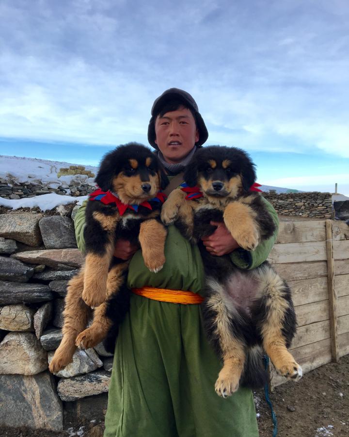 Deux chiens Bunkhar portés par leur maître (Mongolie)