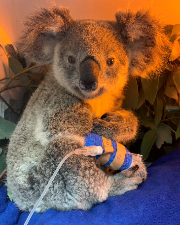 Koala rescapé, pris en soin.