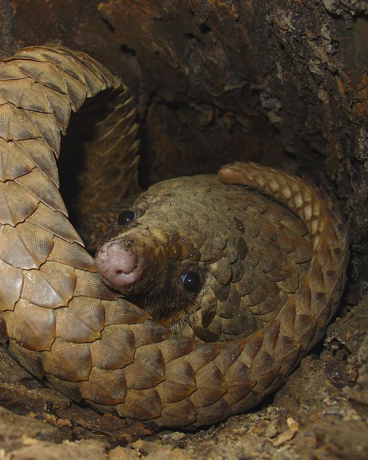 Un pangolin (Phataginus tricuspis) se repose dans un arbre creux en journée dans le parc national Odzala-Kokoua, Cuvette, RDC.