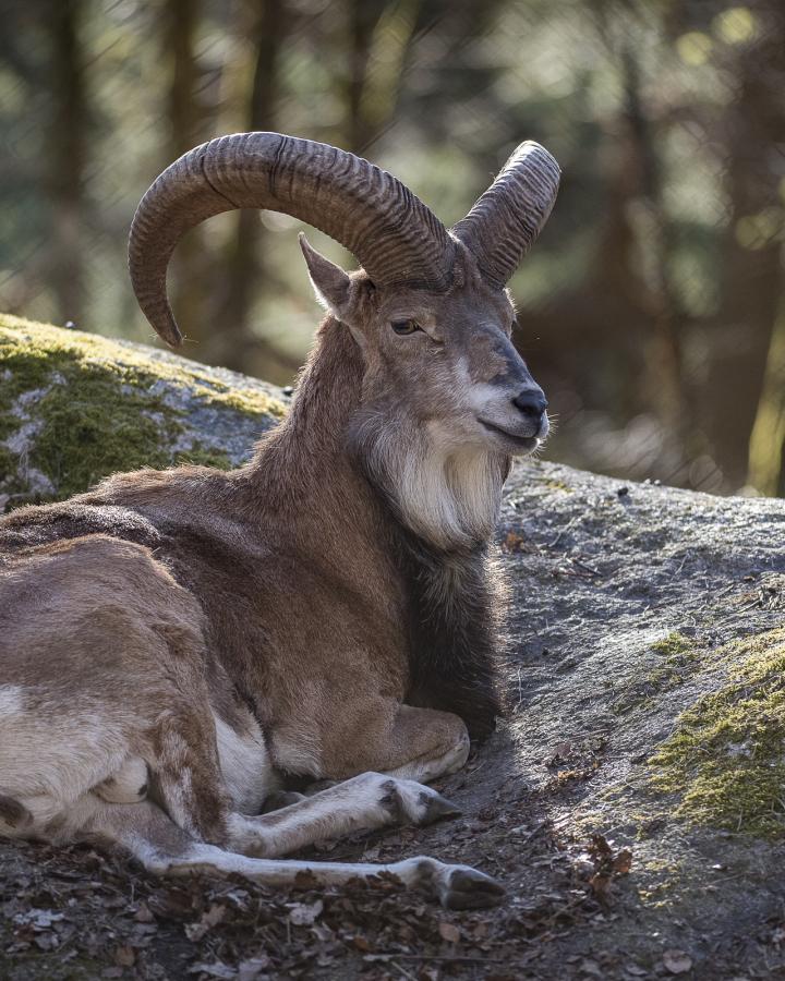 Un urial posé sur un rocher.