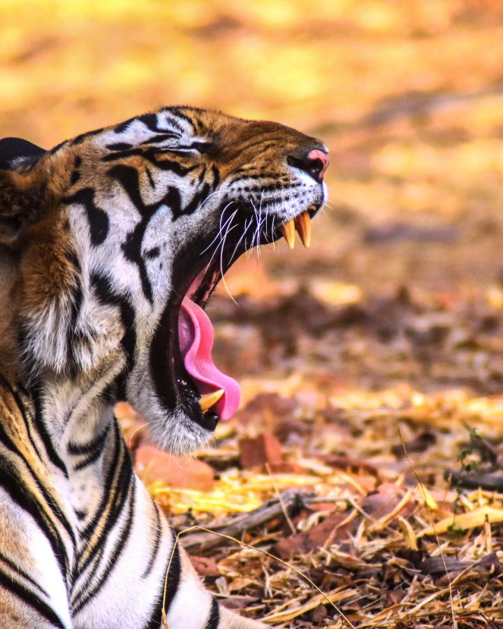 Tigre du Bengale qui baille dans le Kanha National Park, Inde.