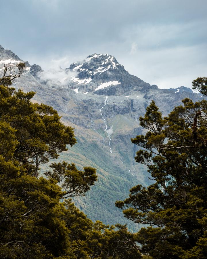 Montagne enneigée dans le fond avec des arbres au premier plan. Parc national de Fiordland - Nouvelle-Zélande