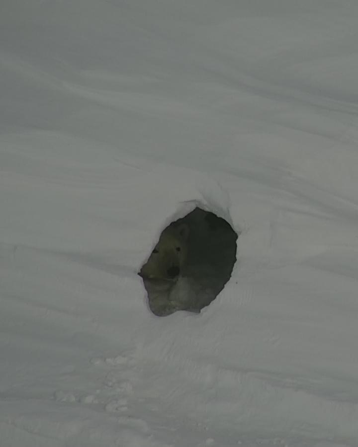 Photo prise d'un drone d'une tête d'ours polaire aperçue dans une tanière en Russie.